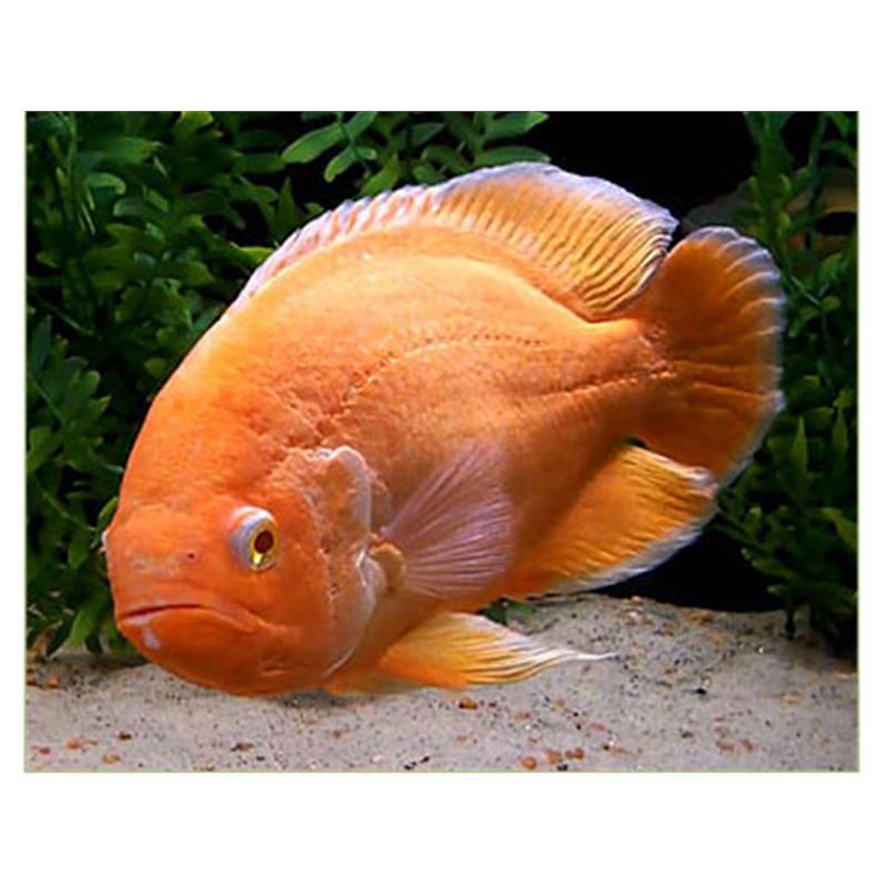 Astronotus ocellatus albino red - imagine 4